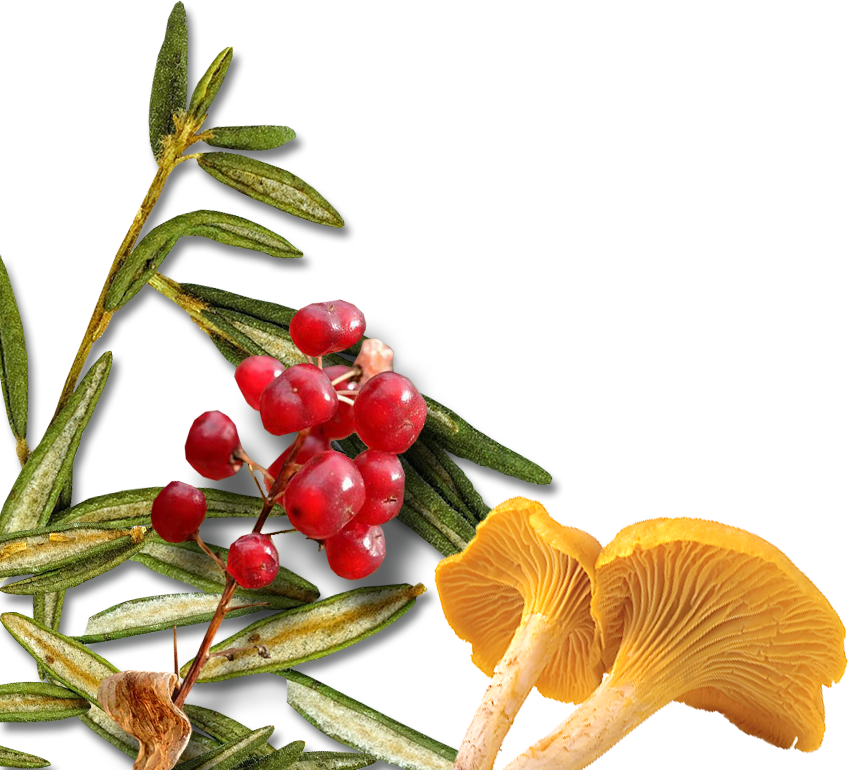 Labrador tea, high-bush cranberry, chanterelle mushroom